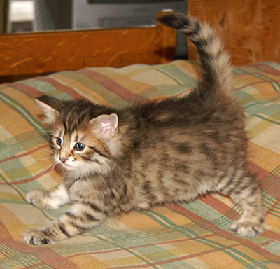 Hestia - 6 weeks old