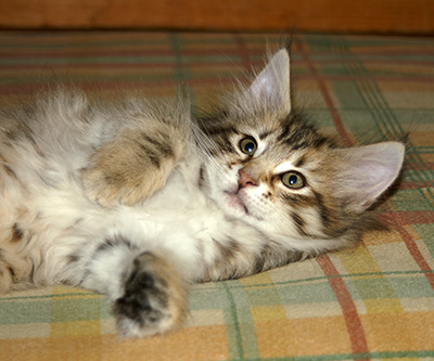 Hestia - 9 weeks old