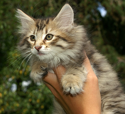 Hestia - 9 weeks old