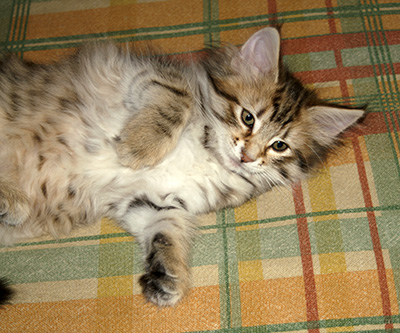 Hestia - 9 weeks old