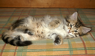 Hestia - 9 weeks old