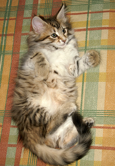 Hestia - 9 weeks old