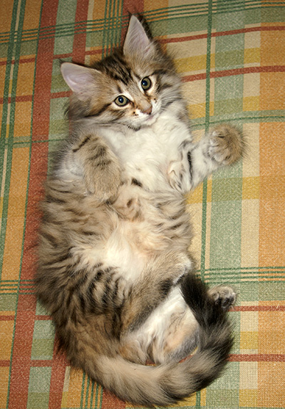 Hestia - 9 weeks old