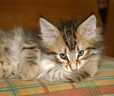Hestia - 9 weeks old