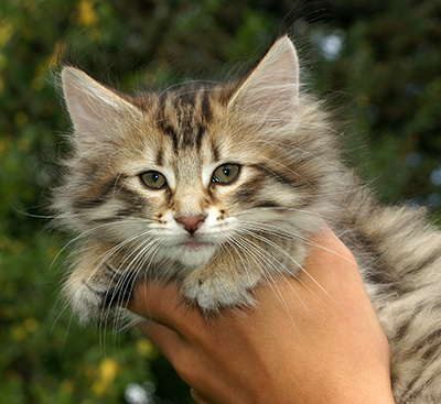 Hestia - 9 weeks old