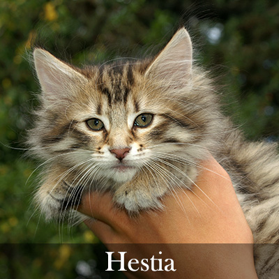 Hestia