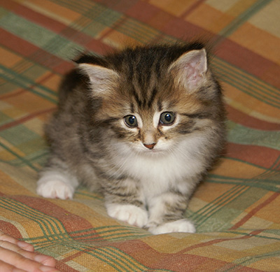 Holda - 6 weeks old