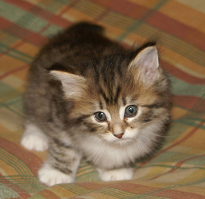 Holda - 6 weeks old