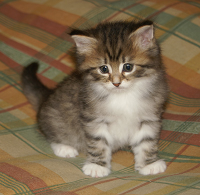 Holda - 6 weeks old