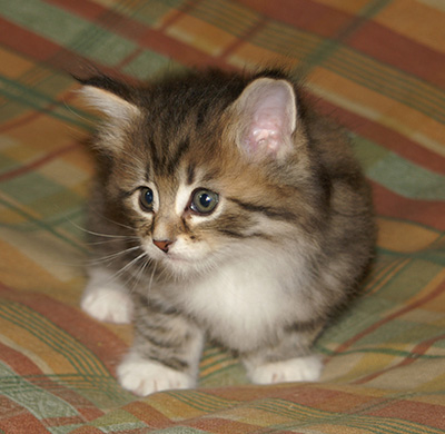 Holda - 6 weeks old