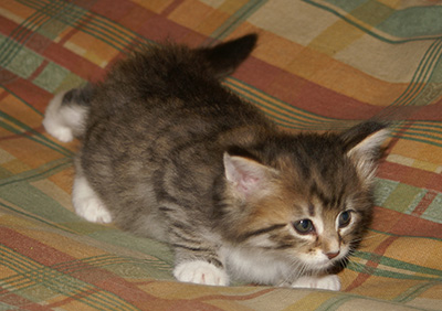 Holda - 6 weeks old