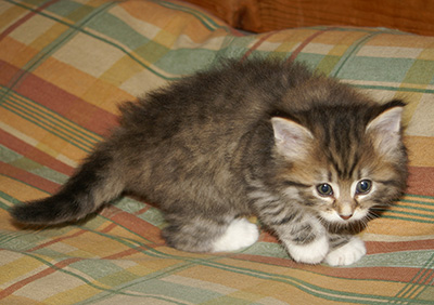 Holda - 6 weeks old