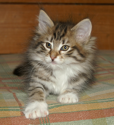 Holda - 9 weeks old