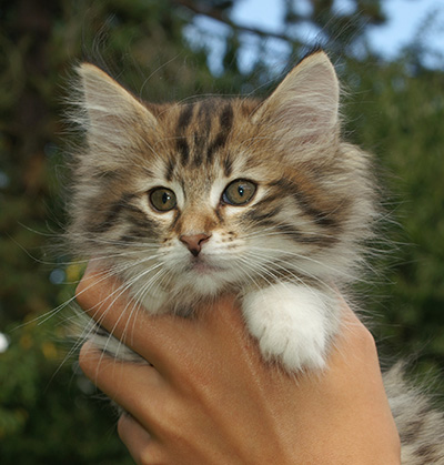 Holda - 9 weeks old