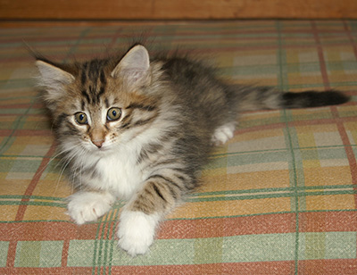 Holda - 9 weeks old