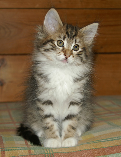 Holda - 9 weeks old