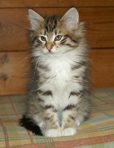 Holda - 9 weeks old