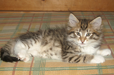 Holda - 9 weeks old