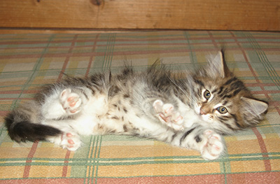 Holda - 9 weeks old