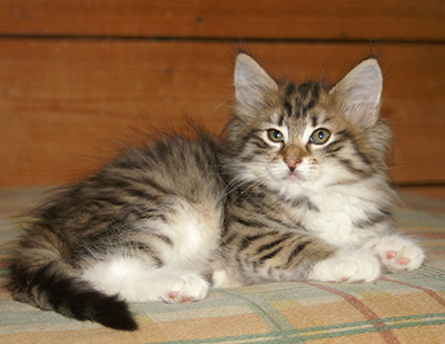 Holda - 9 weeks old