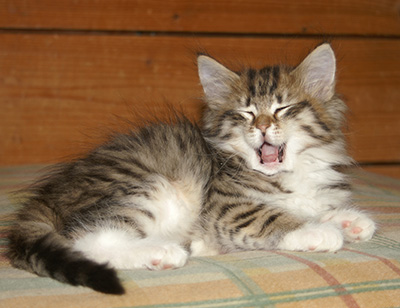 Holda - 9 weeks old