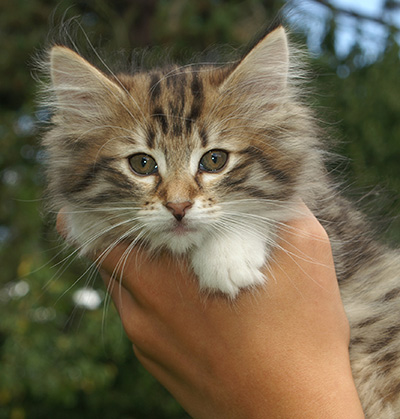 Holda - 9 weeks old
