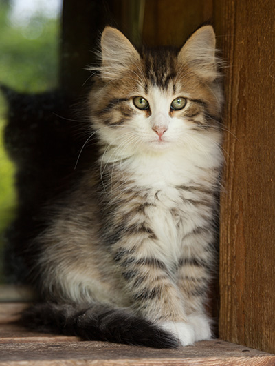 Ianto - 10 weeks old