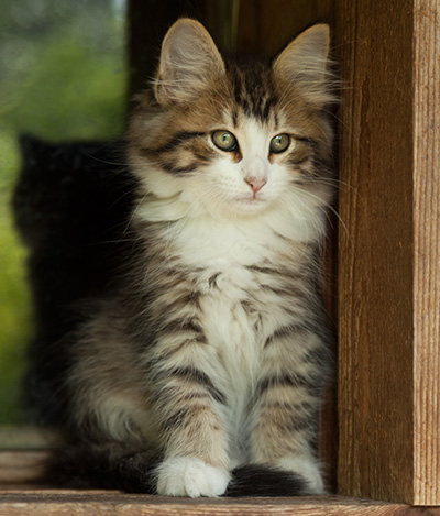 Ianto - 10 weeks old