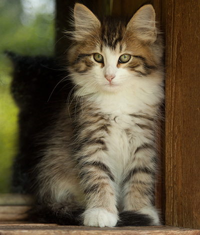 Ianto - 10 weeks old