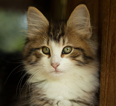 Ianto - 10 weeks old