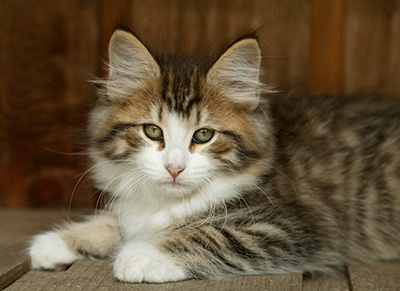 Ianto - 10 weeks old