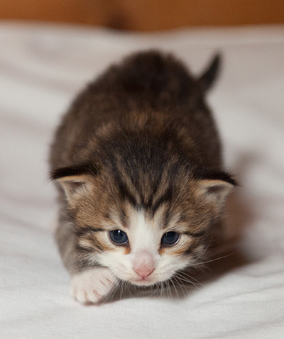 Ianto - 3 weeks old