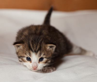 Ianto - 3 weeks old