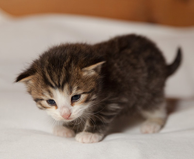 Ianto - 3 weeks old