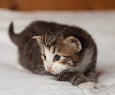 Ianto - 3 weeks old