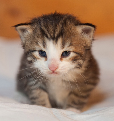 Ianto - 3 weeks old