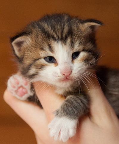 Ianto - 3 weeks old