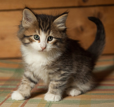 Ianto - 7 weeks old