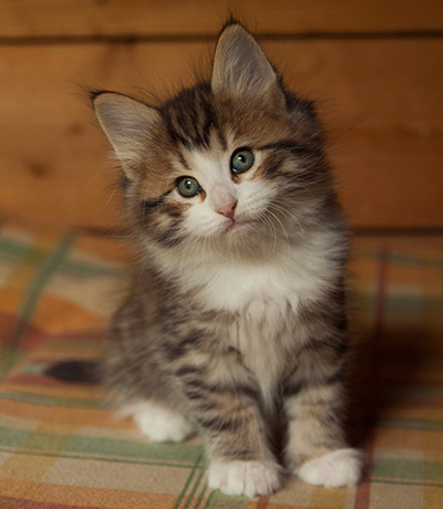 Ianto - 7 weeks old