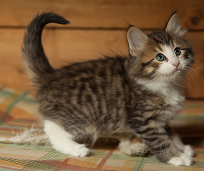 Ianto - 7 weeks old