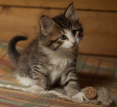 Ianto - 7 weeks old