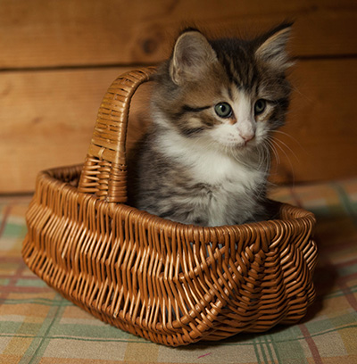 Ianto - 7 weeks old