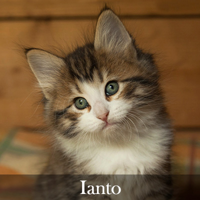 Ianto