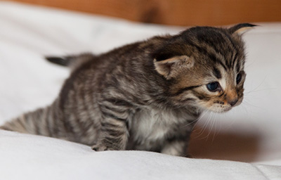 Ilona - 3 weeks old
