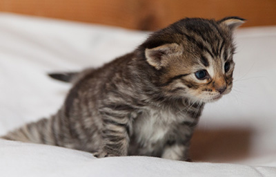 Ilona - 3 weeks old