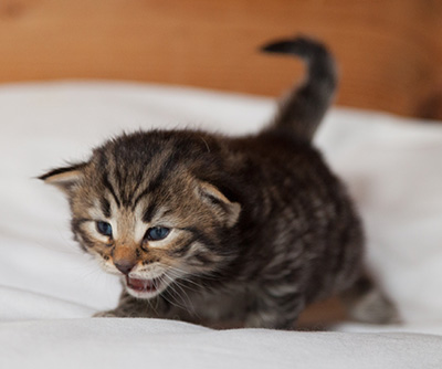 Ilona - 3 weeks old