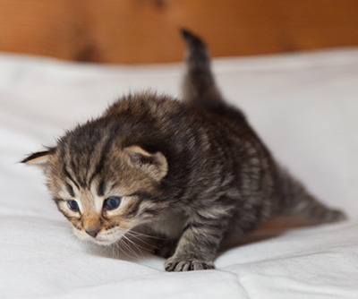 Ilona - 3 weeks old