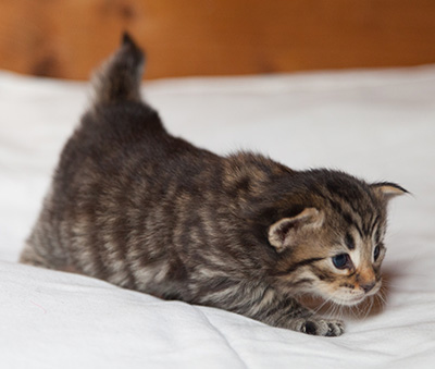 Ilona - 3 weeks old