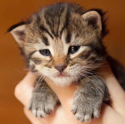 Ilona - 3 weeks old