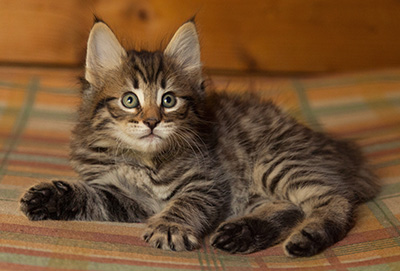 Ilona - 7 weeks old